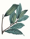 Herbs and Spices: (An Abbeville Notecard Set): Cards