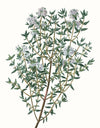 Herbs and Spices: (An Abbeville Notecard Set): Cards