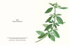 Herbs and Spices: (An Abbeville Notecard Set): Cards