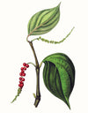 Herbs and Spices: (An Abbeville Notecard Set): Cards