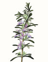 Herbs and Spices: (An Abbeville Notecard Set): Cards