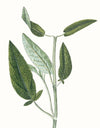 Herbs and Spices: (An Abbeville Notecard Set): Cards