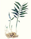 Herbs and Spices: (An Abbeville Notecard Set): Cards