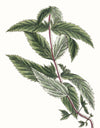 Herbs and Spices: (An Abbeville Notecard Set): Cards
