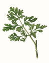 Herbs and Spices: (An Abbeville Notecard Set): Cards